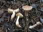 Fenyő-pereszke (Tricholoma terreum), Budai-hegység